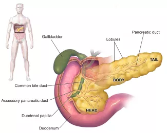 Blausen 0699 Pancreas Anatomy Blausen 0699 Pancreas Anatomy